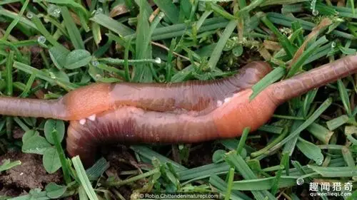 辣眼睛!动物丁丁长相大揭 秘 看完节操碎一地!(7)