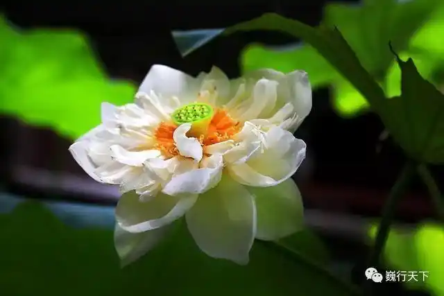 早于比萨斜塔三百年的东方斜塔,西倾礼佛千年不倒藏身汉唐名刹