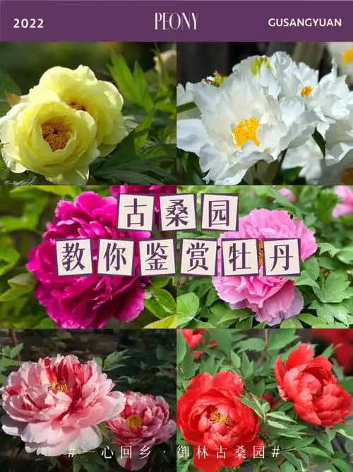 古桑园牡丹月来了带你鉴赏牡丹花品类