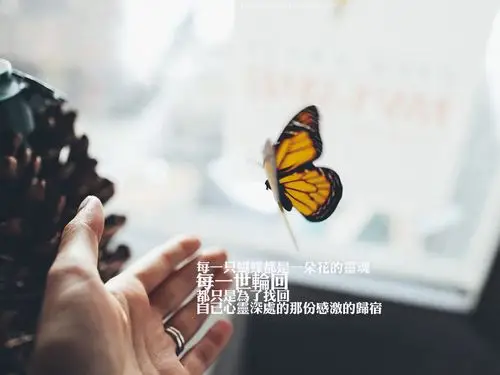 文字,情绪,文艺,伤感,蝴蝶,寂寞独白,心情,轻诉离殇,手机壁纸时光模糊