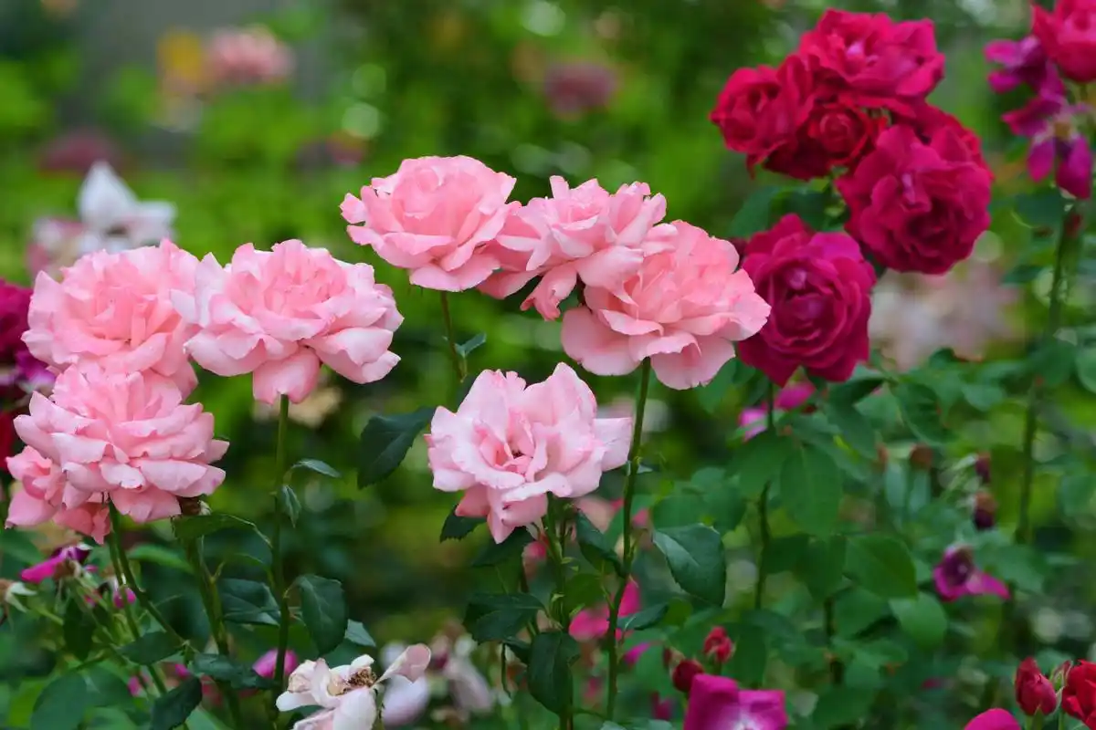 粉色月季花,原创拍摄__财经头条