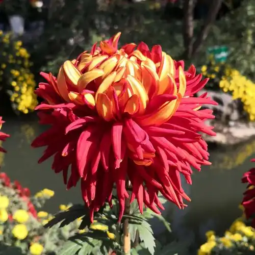 杭州植物园菊花展(2020)