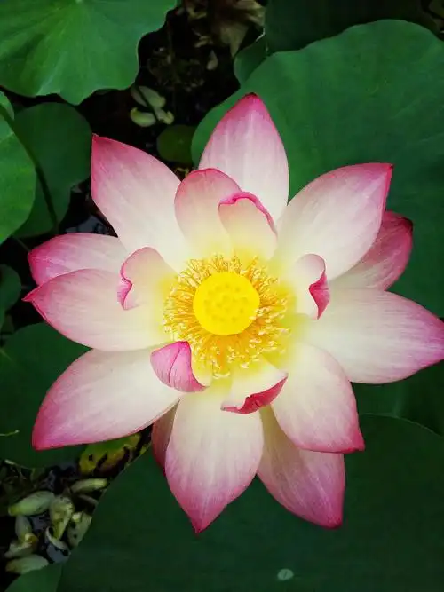 最美荷花图片大全高清(荷花大全)