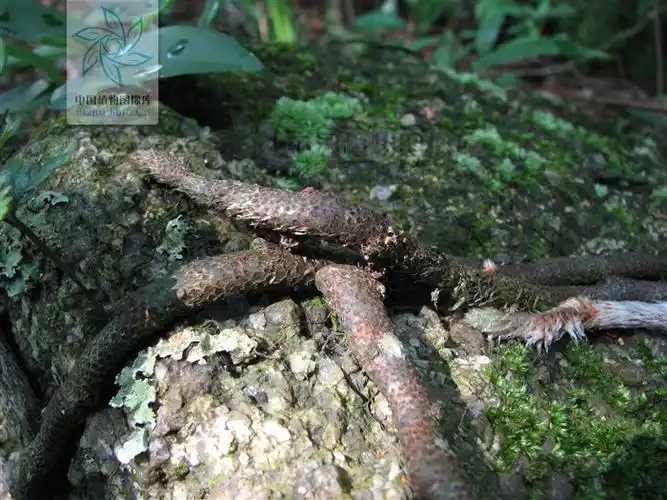 骨碎补的图片(白毛蛇) - 赤虎壹号