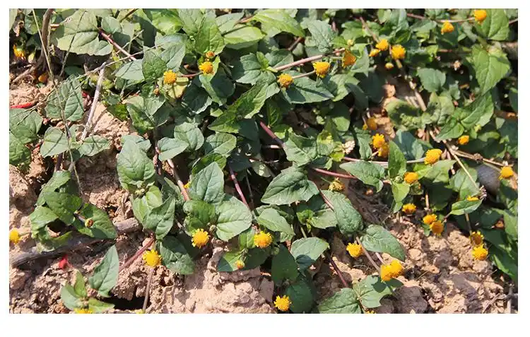 野生新鲜现采金纽扣雨伞草散血草山天文草大黄花过海龙山500g【图片