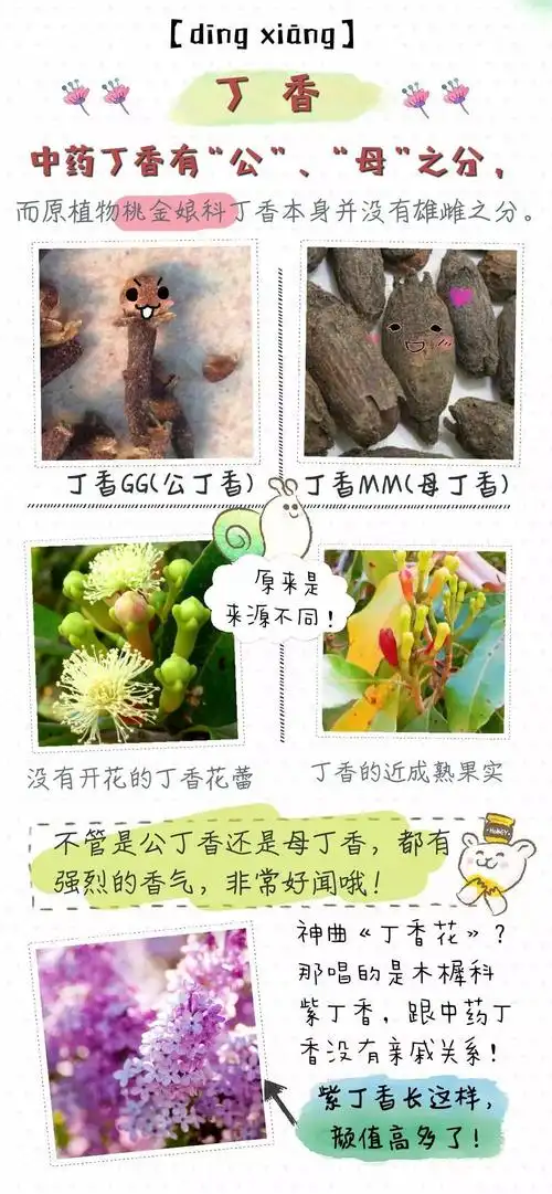 木瓜不丰胸,丁香分公母……你不知道的那些中药冷知识