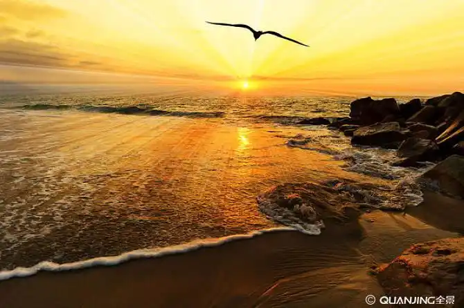 飞鸟图片_图片大全