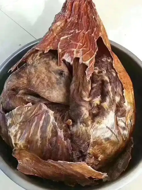 吉林梅花鹿鹿胎粉干鹿胎磨粉带勺鹿胎粉整只干鹿胎鹿胎盘胎衣打粉滋补