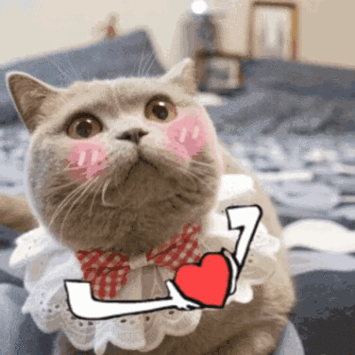 猫咪爱心头像