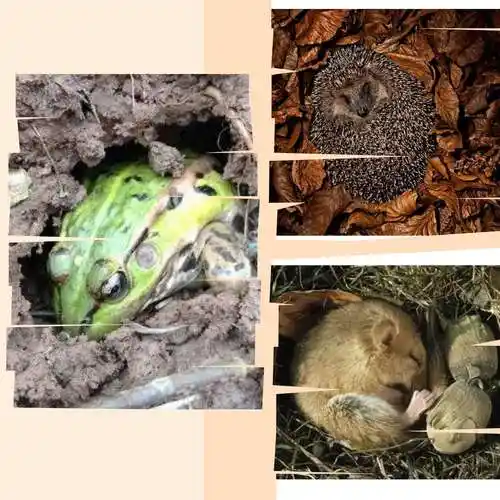 青蛙看海 课文,人到中年,发自内心的最美好的话语-宛西生活网