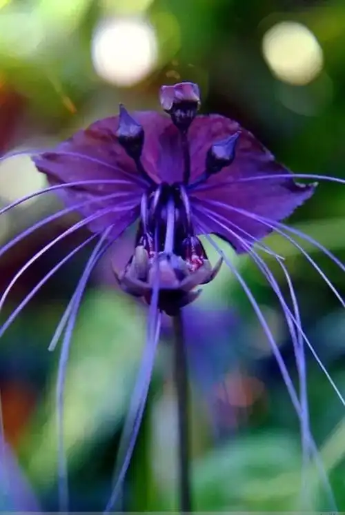 世界上竟然有这么奇怪的花太神奇了