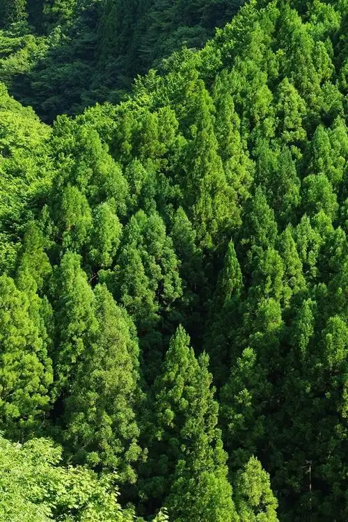 壁纸 绿色森林,树,顶视图 3840x2160 uhd 4k 高清壁纸, 图片, 照片