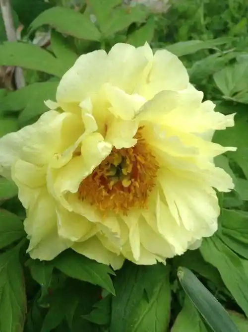 常见的牡丹名贵品种,都想种到院子里,好漂亮!