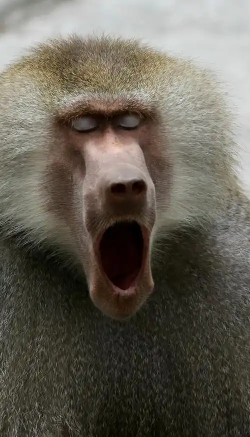 做鬼脸表情大师狒狒