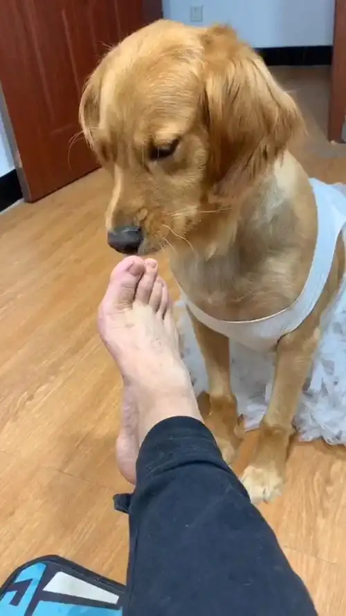 当一只有洁癖的狗子闻了主人的脚,反应太搞笑了