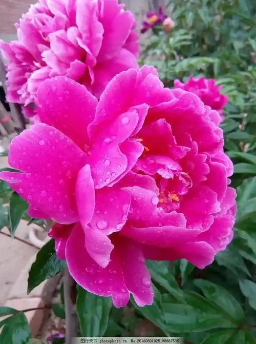 鲜艳无比粉红色芍药花