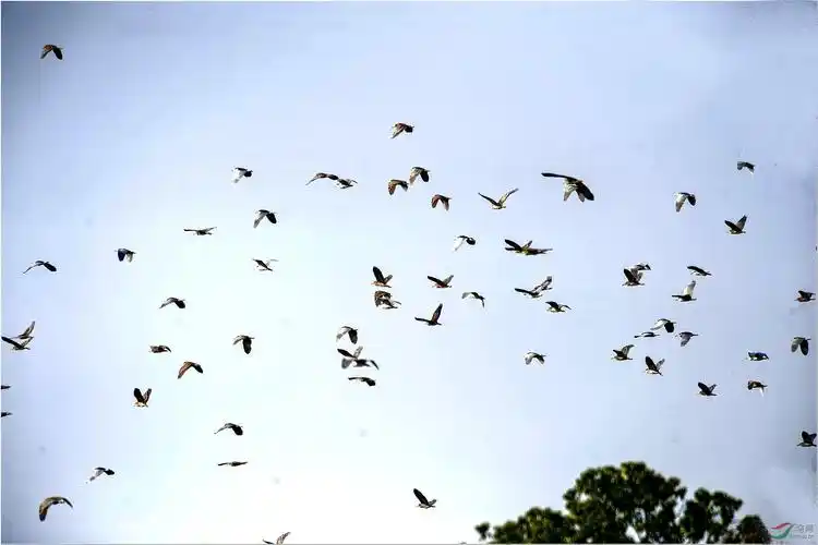 府河上空群鸟竞飞