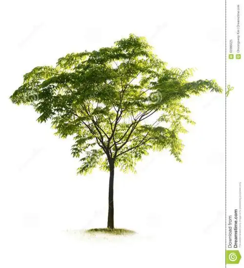 在白色背景隔绝的一棵树