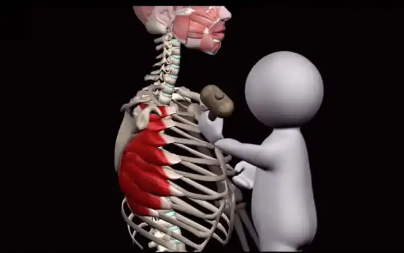 【运动解剖】前锯肌肌肉起止点和肌肉功能_哔哩哔哩_bilibili