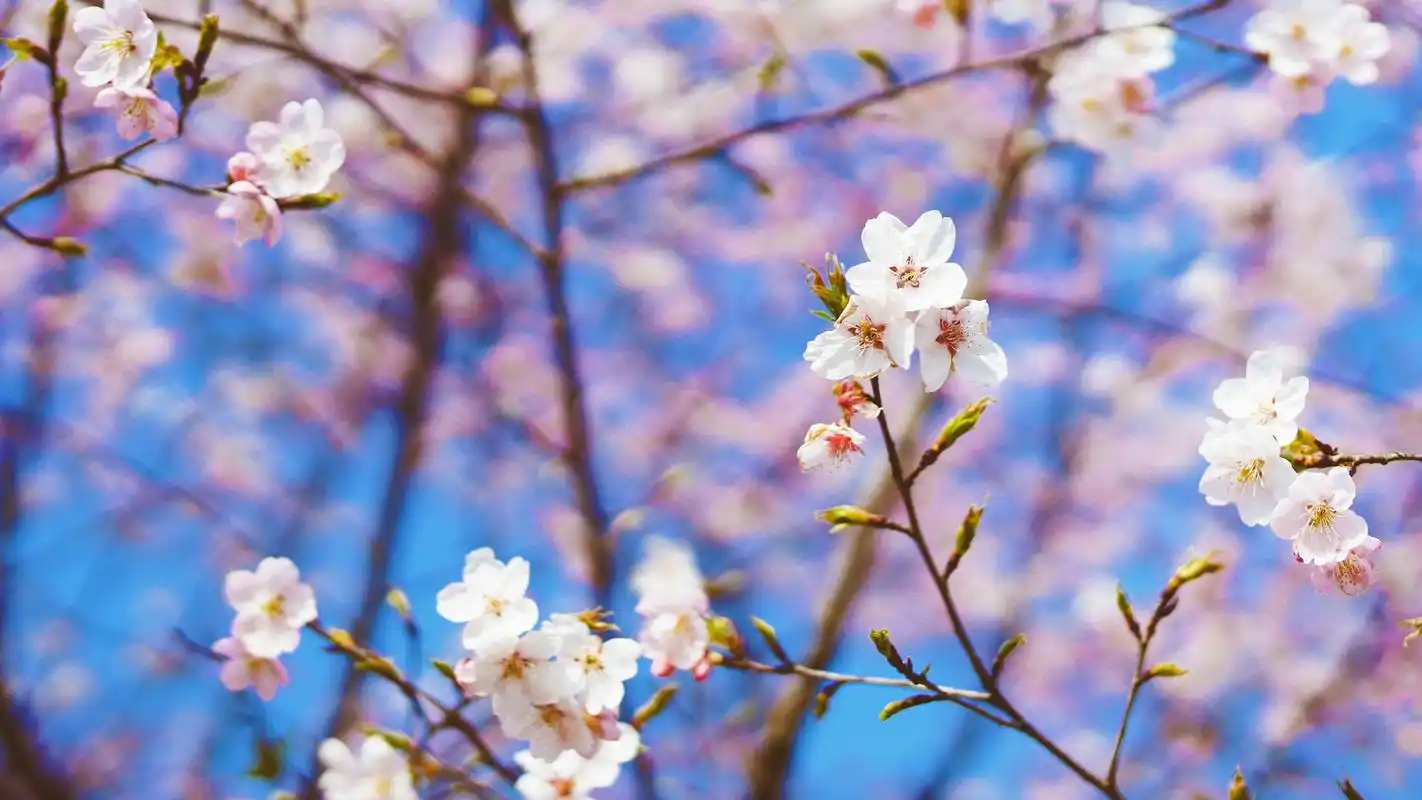 小清新桃花唯美风景图片高清桌面壁纸