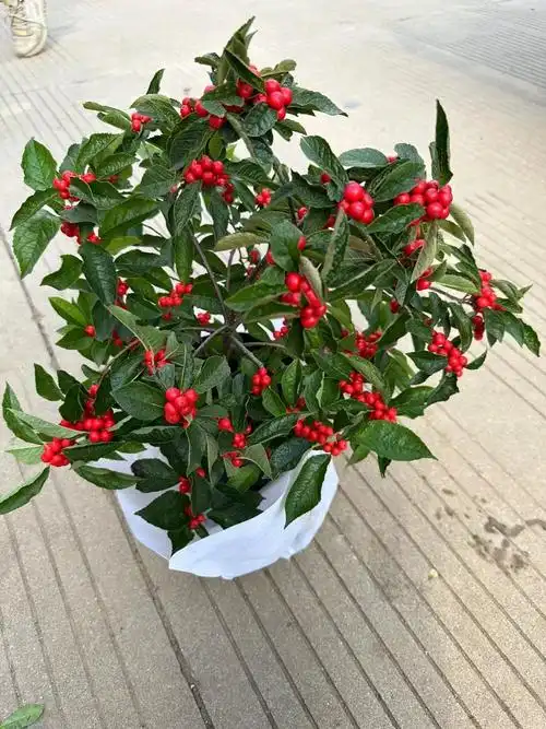 北美冬青盆栽红果冬青精品老桩盆景庭院盆栽欧洲红豆果带果发货