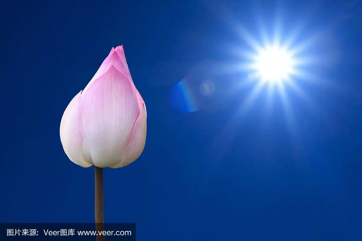 太阳和粉红色的荷花