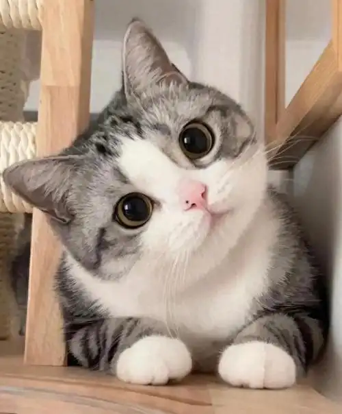 再熬78天,四大猫咪财运惊人,生活舒心惬意