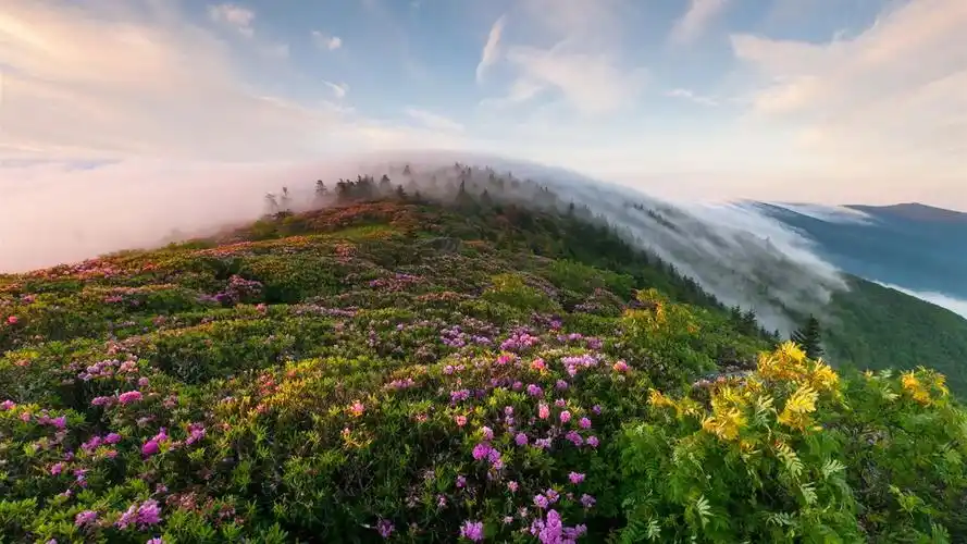 山花儿-高清照片壁纸