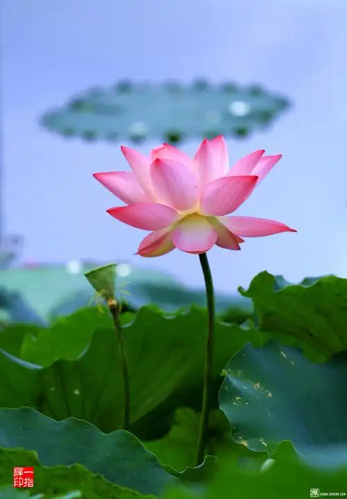 一念心清净莲花处处开