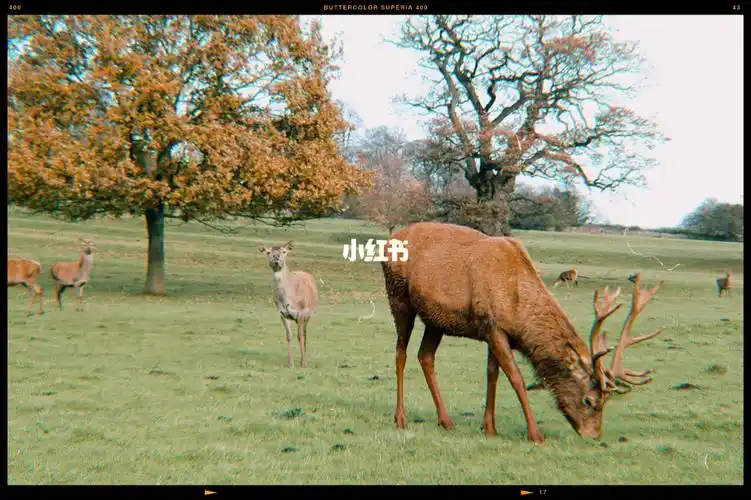 有点远但步行可到,沿途风景不错,但也会路过阴森森的小道和脏兮兮的桥