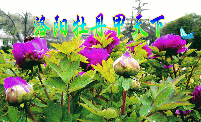 牡丹盛开的地方