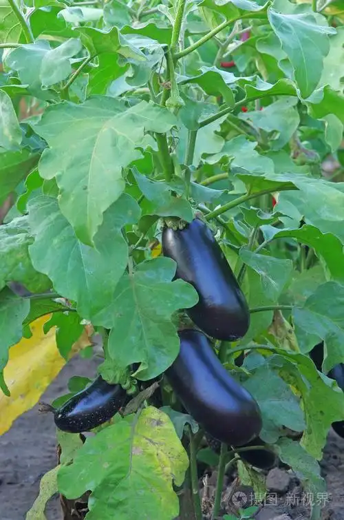 茄子照片-正版商用图片0531xg-摄图新视界