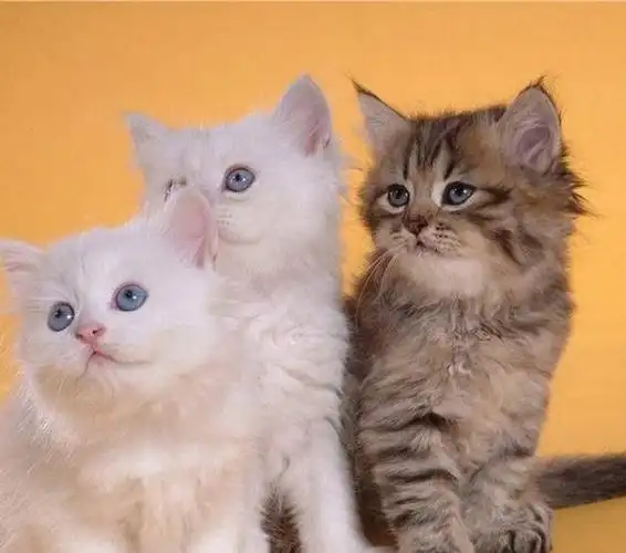 专业繁育健康的折耳猫,英短,加菲猫,波斯猫,美