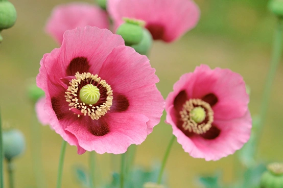 罂粟:毒品前身的起源演变和不为人知的小故事