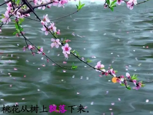 桃花从树上飘落下来.