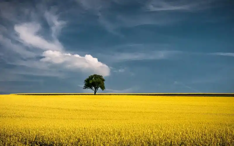 黄色秋天麦田风光自然风景宽屏高清电脑桌面壁纸下载(二)