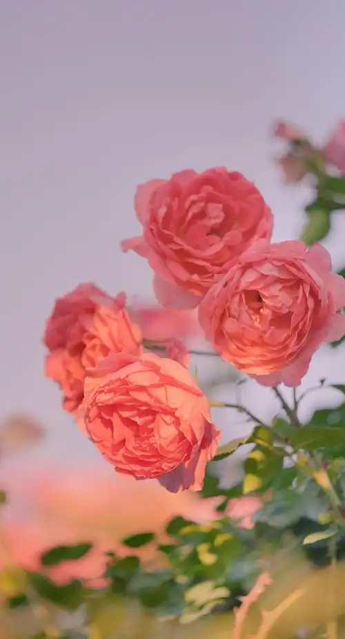 1500_2775竖版 竖屏