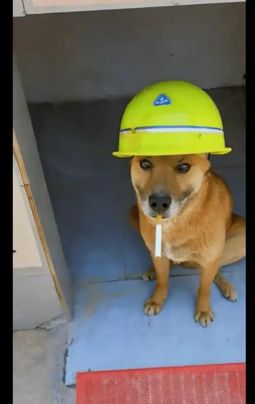 狗狗帮忙看工地,有一个专属的小房子,戴上安全帽叼着烟太有范了_时候
