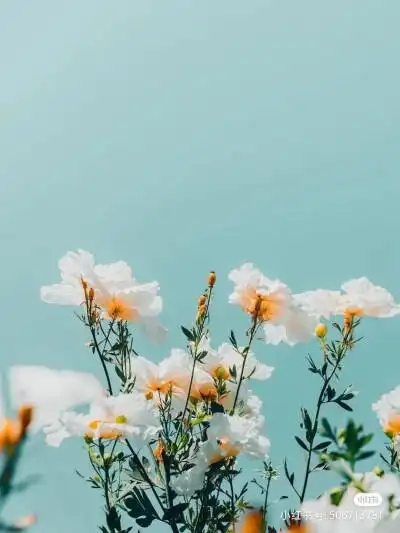 背景图·简单清新唯美安静的雏菊/向日葵·这波是在小红书找到的哦