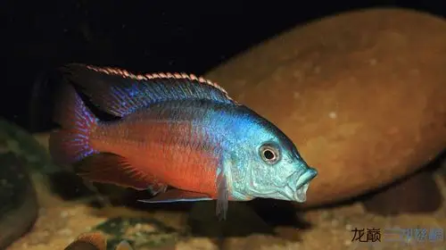 红鹰 第88帖 - 三湖慈鲷学堂 - 龙巅三湖慈鲷