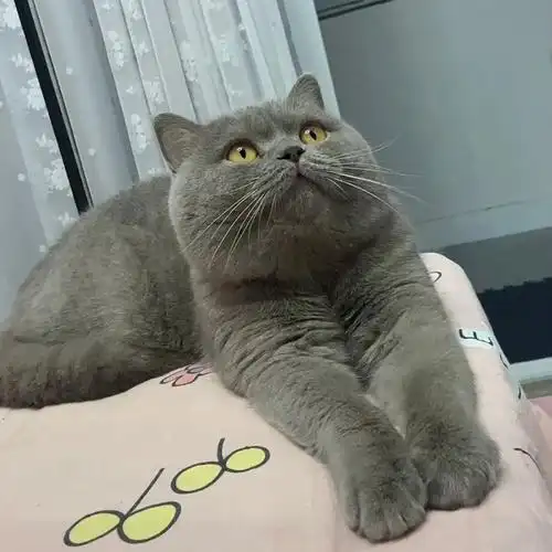 家有肥美英短蓝猫发腮yyds