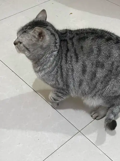 蓝猫和美短绝配太肉了特别可爱还听话简直就是小精灵