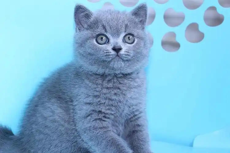 坐标安徽,双血统英短宝宝找家长