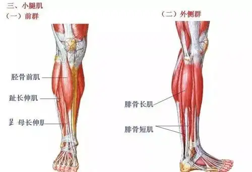 肌肉解剖高清图谱