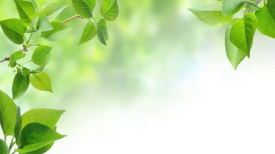 清新护眼绿色植物高清电脑壁纸高清大图预览1920x1080_植物壁纸下载_