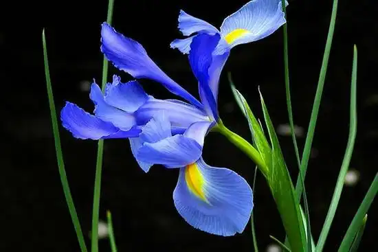 不同颜色鸢尾花图片鉴赏大全
