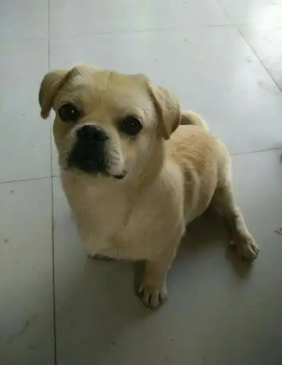 请问下,这个狗狗是什么品种?