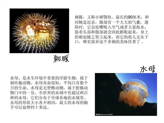 海洋动物ppt