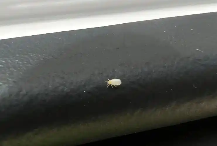 这种小白虫是什么?让很多人烦心不已!