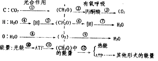 如图表示光合作用和有氧呼吸过程中,c,h,o三种元素的转移途径以及以及